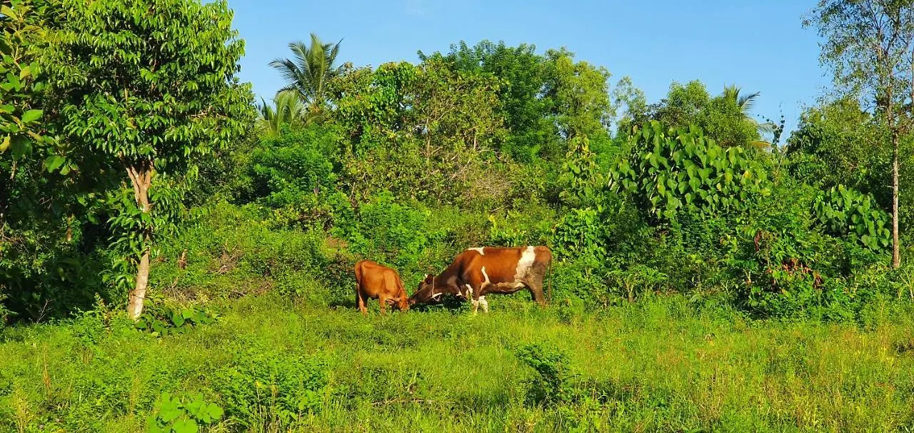 Nikunjam Littlevilla Bekal Town